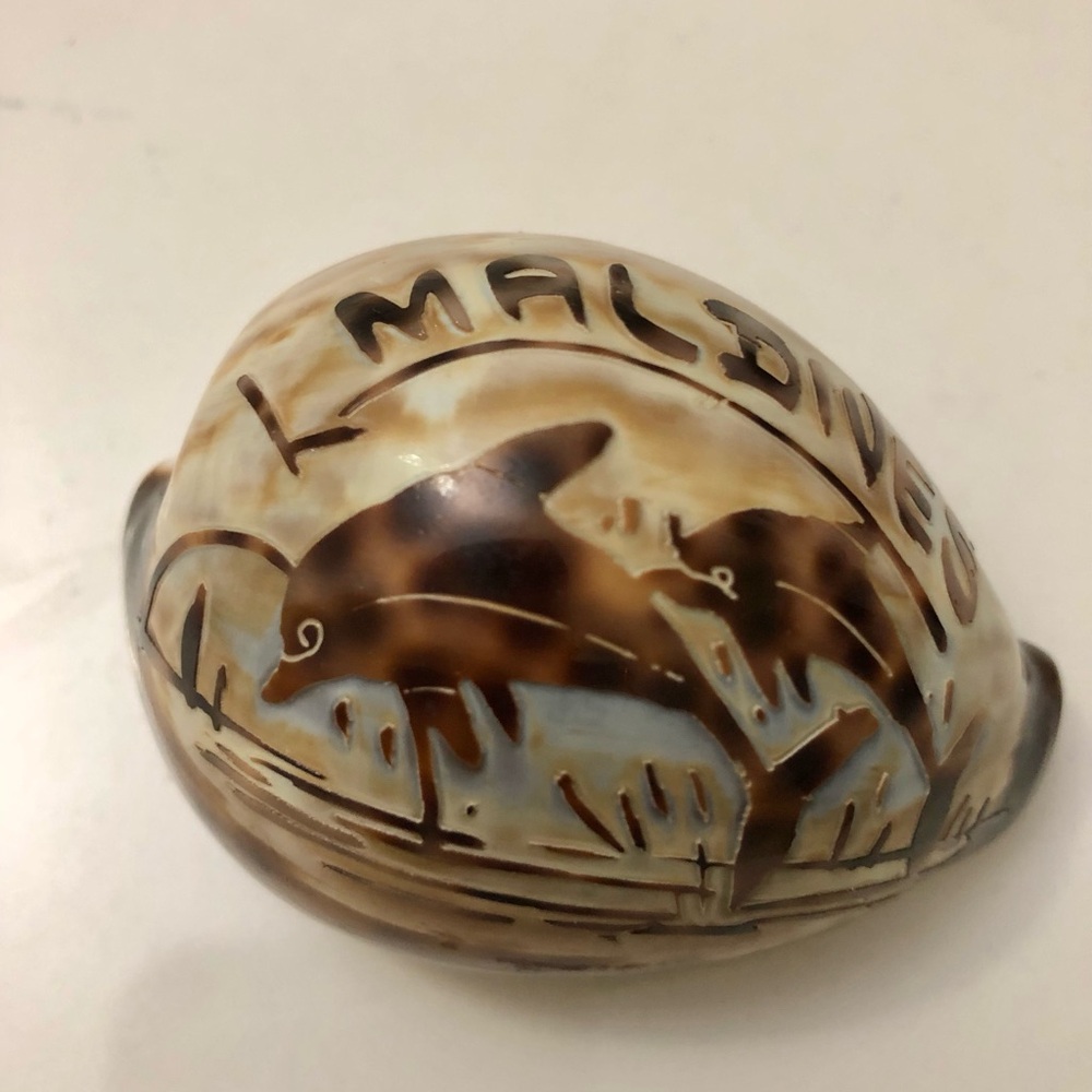 Decorative Carved and painted tiger cowrie seashell